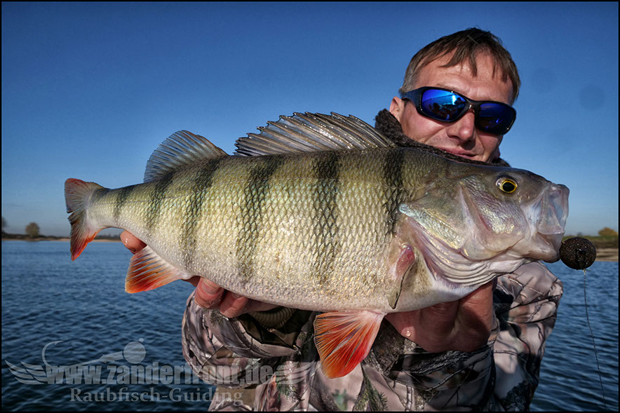 Seiko Pro Frequency Shad