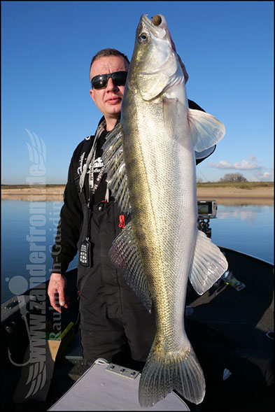 Seika Pro speed shad