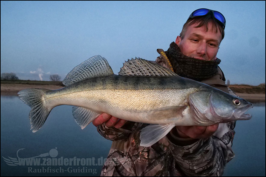 Seika Pro speed shad