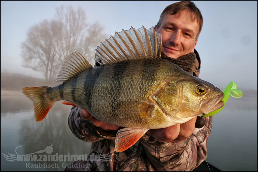 Seiko Pro Frequency Shad