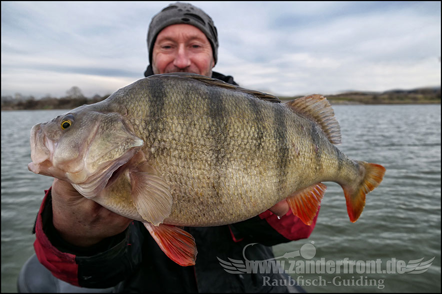 monster Hecht vertikal