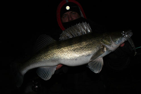 Zander aus dem Duisburger Hafen mit Gummifisch und Jigkopf auf zander