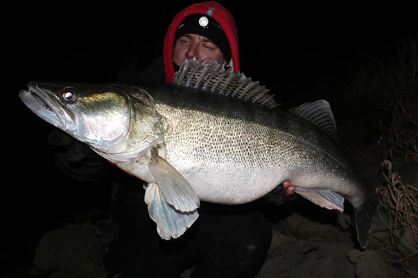 Zander im Duisburger Hafen