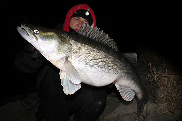 kapitaler Zander auf Gummifisch