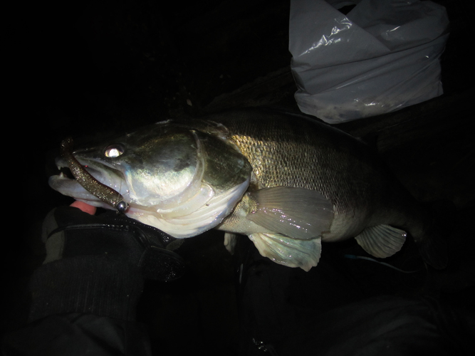 Spinnfischen auf Zander