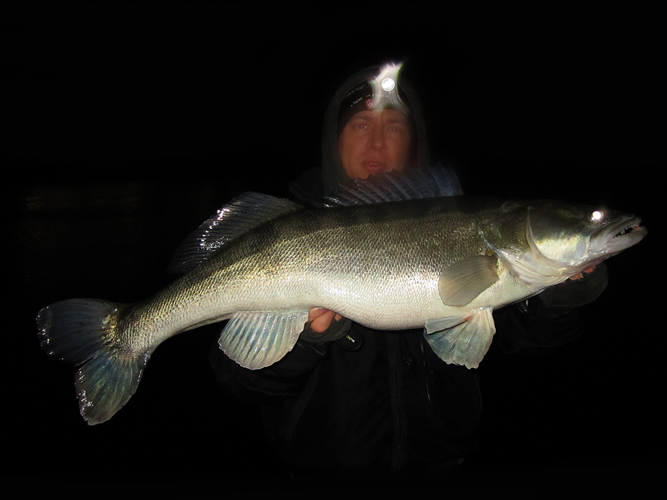 grosse Zander am Rhein auf Gummifisch