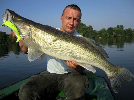 Zander auf Gummifisch