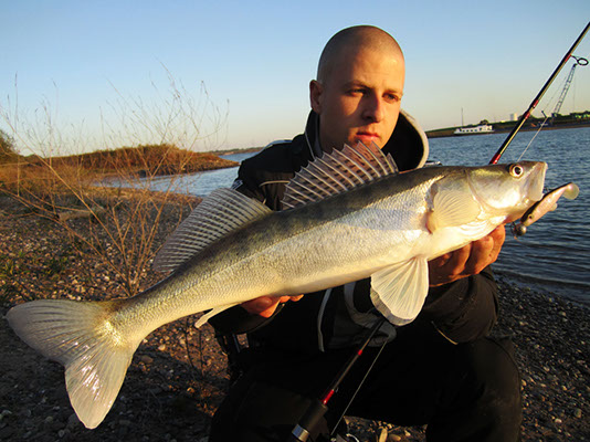 Zander aus dem Rhein