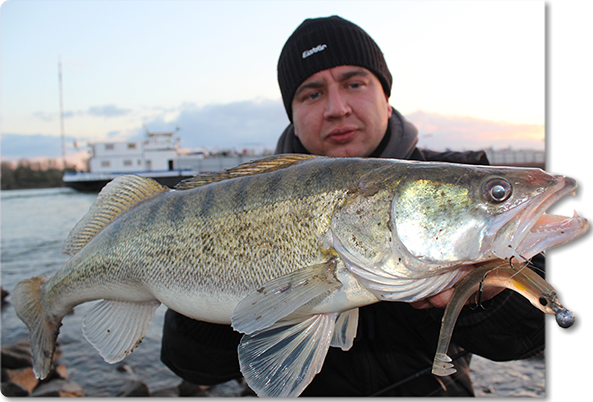 Zander aus dem Rhein