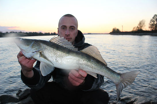 Zander auf Gummifisch