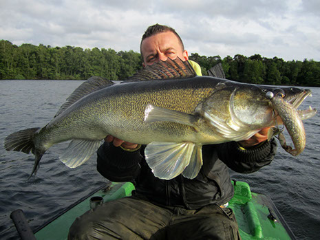 Zander im Freiwasser