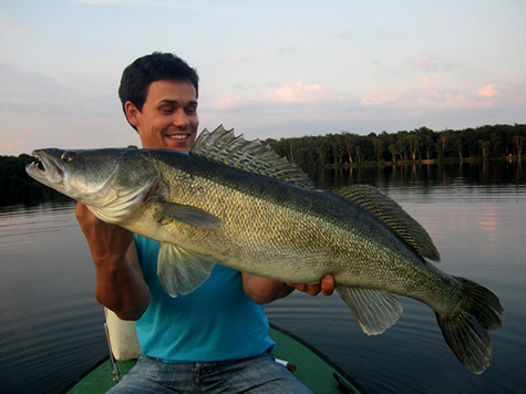 Zander im Mittelwasser