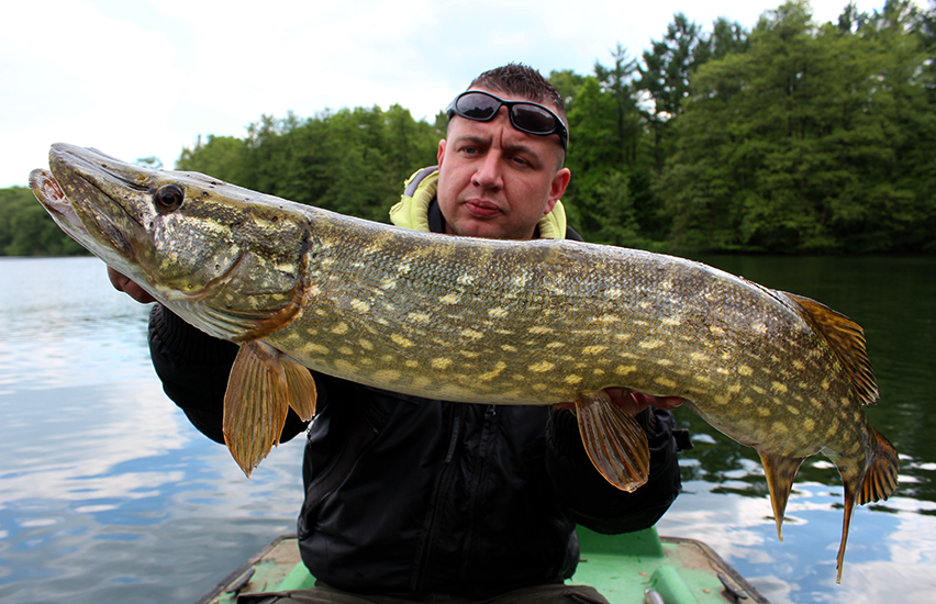 mit gummifisch auf hecht