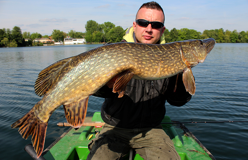 hecht auf gummifisch