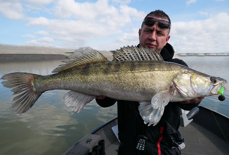 Seika pro frequency shad