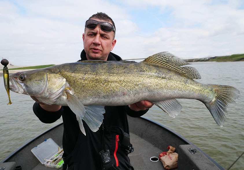 Fish Arrow Flash J Shad