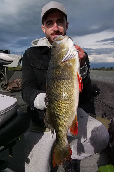 spinnfischen auf Barsch