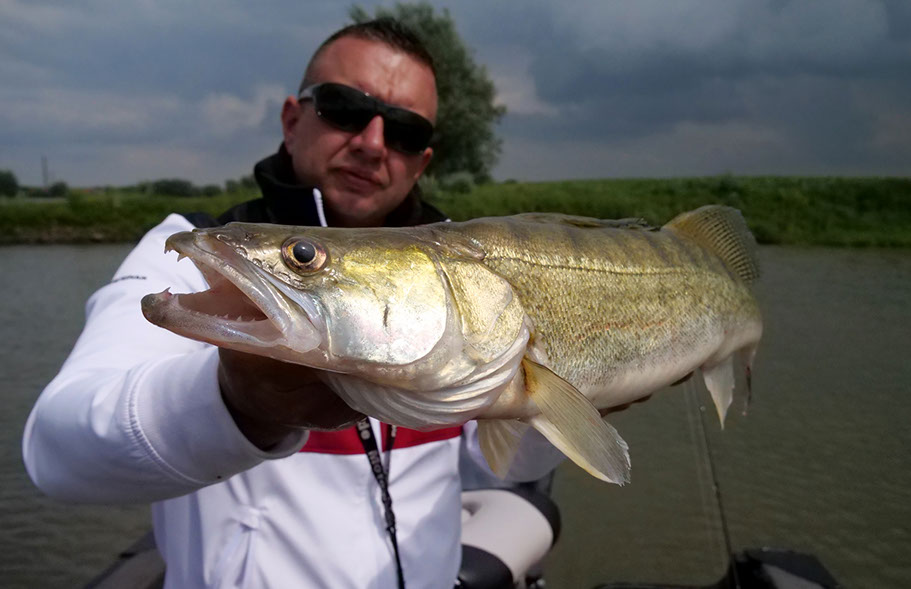 Fish Arrow Flash J Shad