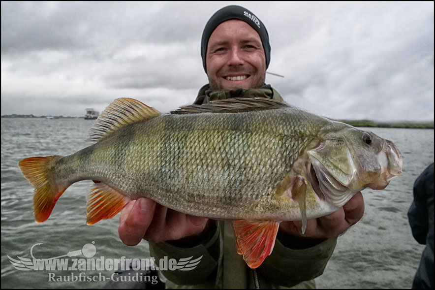 Daiwa tournament 8 braid evo