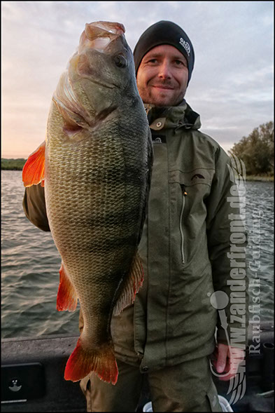 Daiwa tournament 8 braid evo