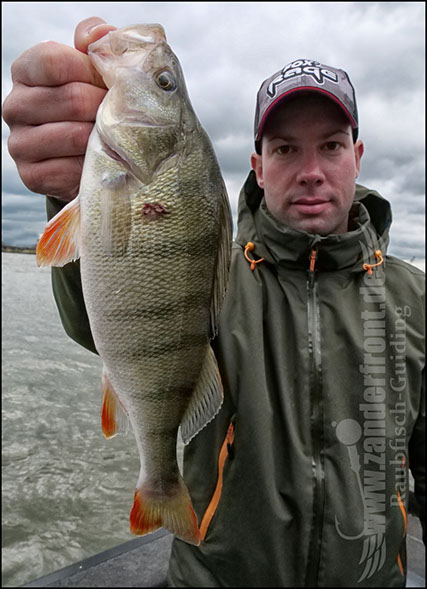 Daiwa tournament 8 braid evo