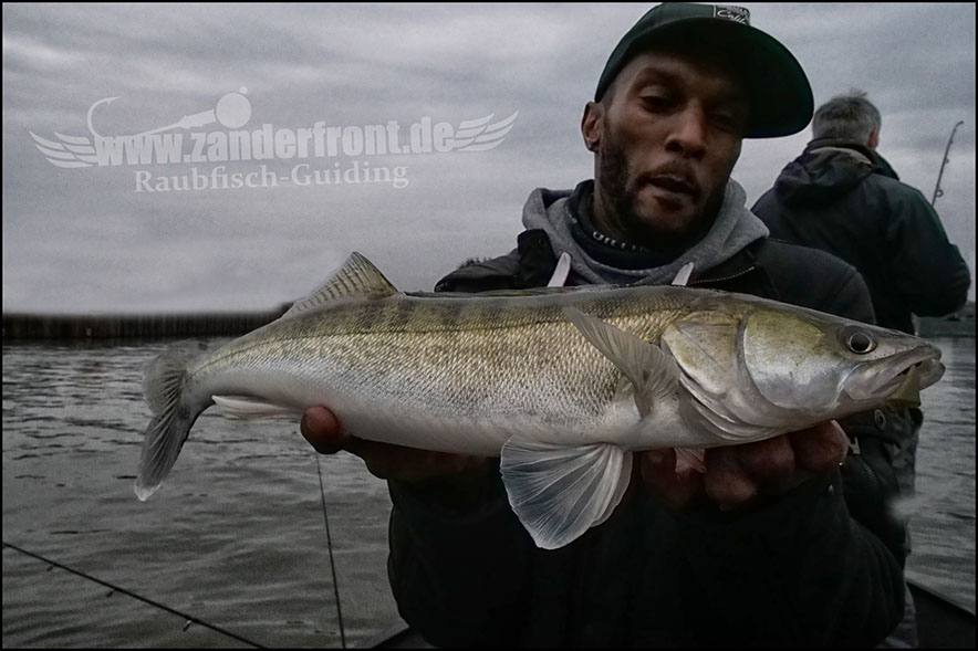 Daiwa tournament 8 braid evo