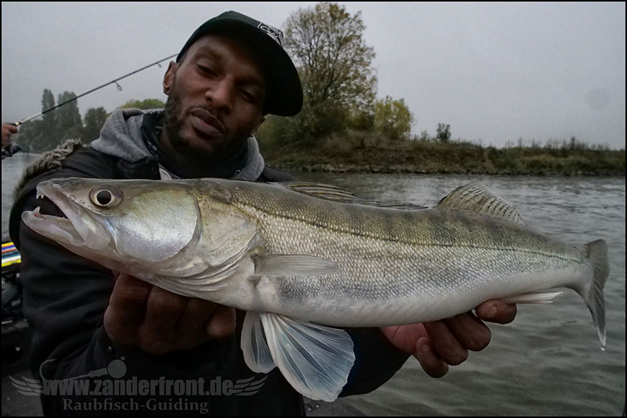 Daiwa tournament 8 braid evo