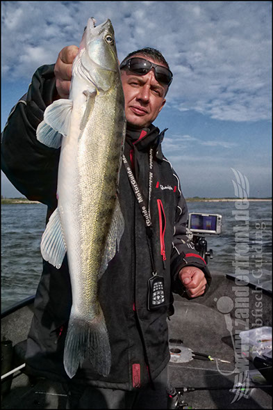 Daiwa tournament 8 braid evo