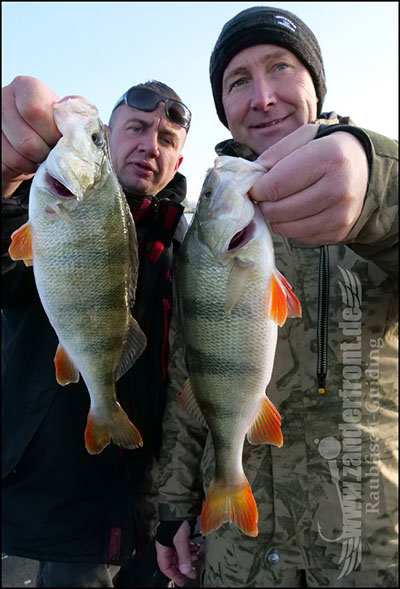 Daiwa tournament 8 braid evo