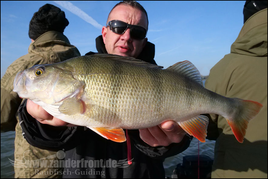 Daiwa tournament 8 braid evo