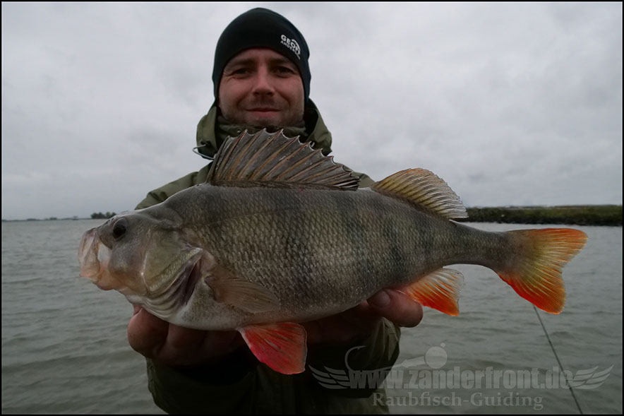 Carolina Rig Daiwa tournament 8 braid evo