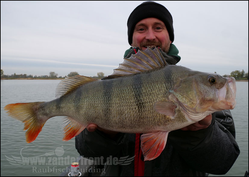 barschguiding holland