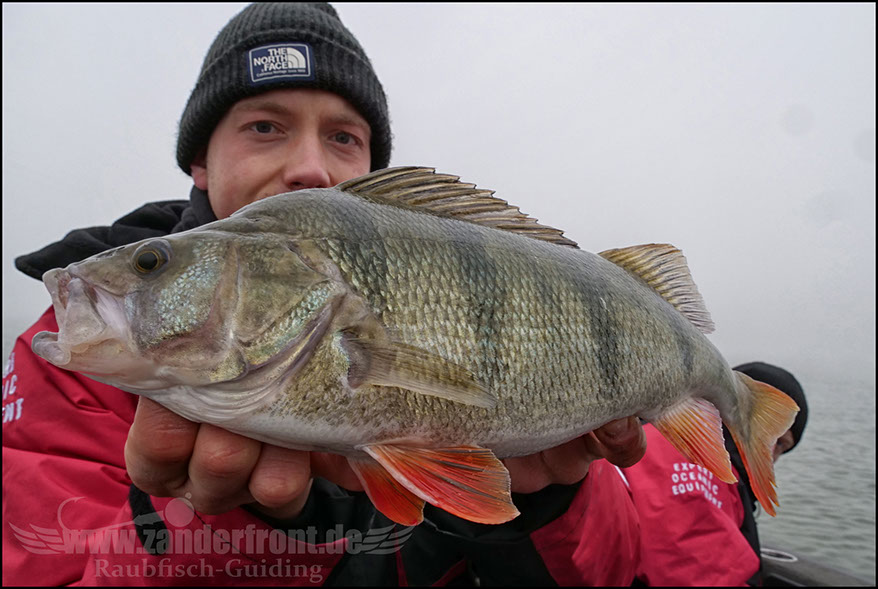 Seika Pro speed shad