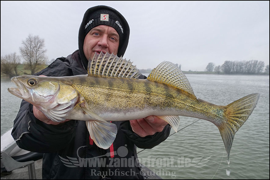 Seika Pro speed shad