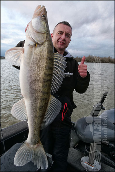 vertikal angeln auf zander