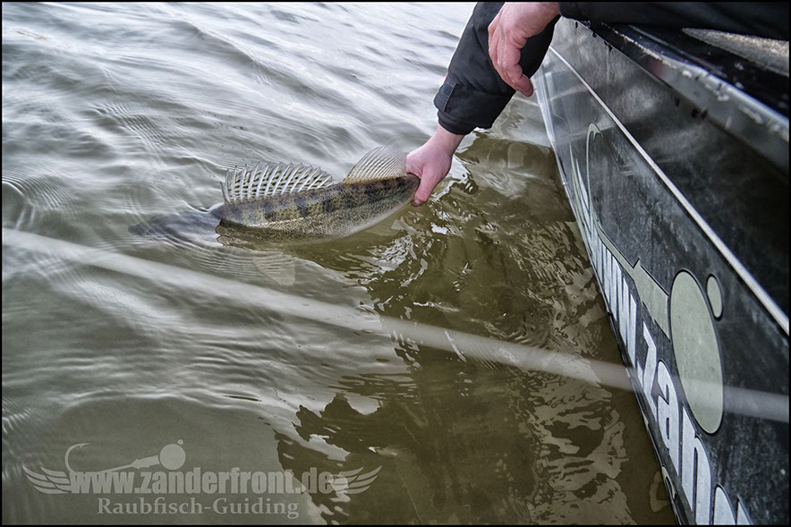 vertikal angeln auf zander