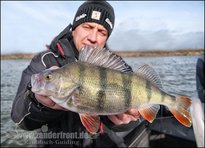 vertikal angeln auf zander