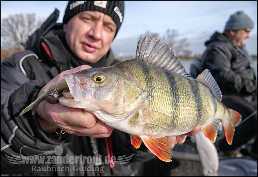vertikal angeln auf zander
