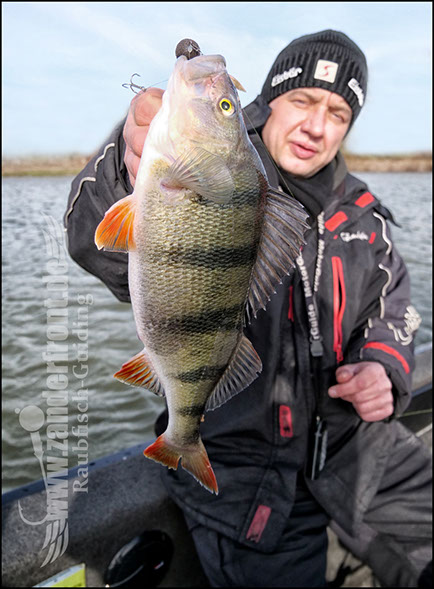 vertikal angeln auf zander