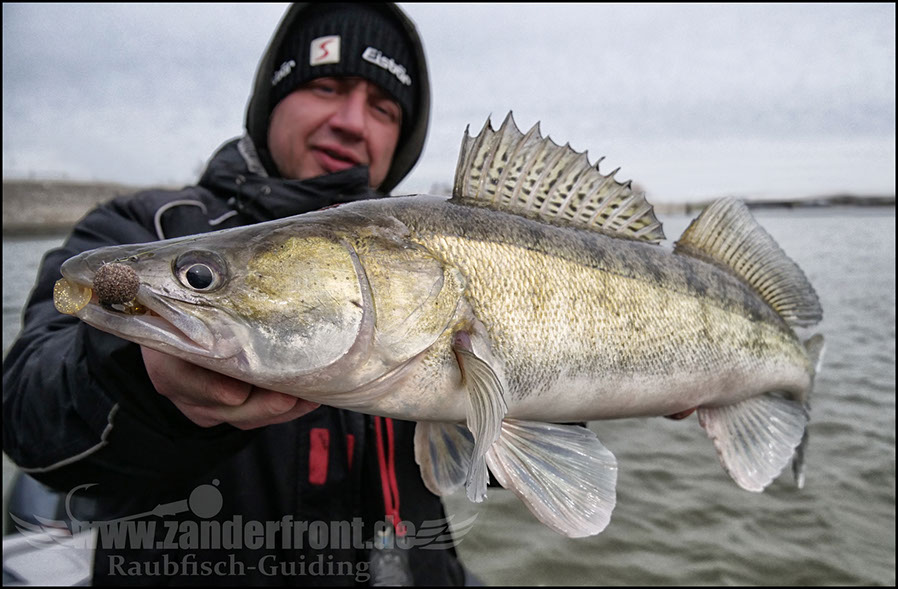 vertikal angeln auf zander