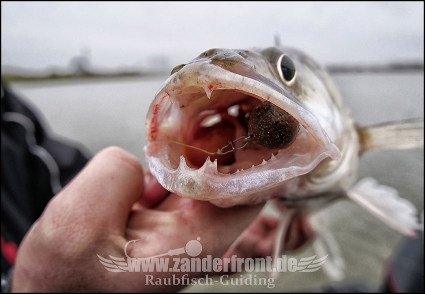 vertikal angeln auf zander