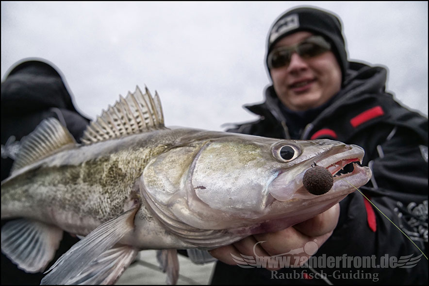 vertikal angeln auf zander