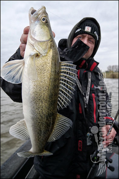 vertikal angeln auf zander