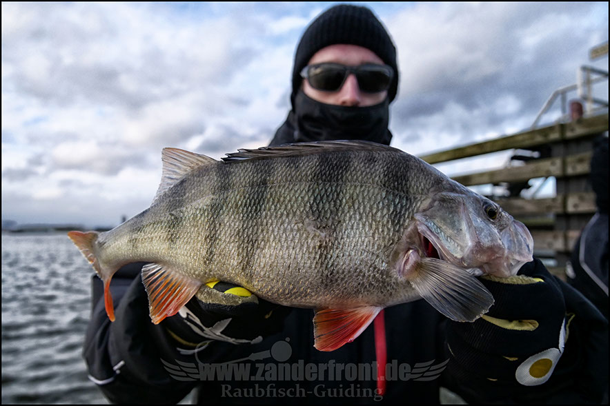 vertikal angeln auf zander
