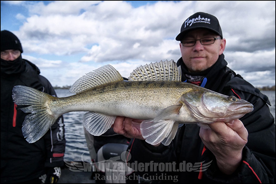 vertikal angeln auf zander