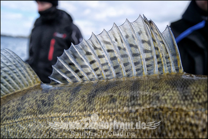 vertikal angeln auf zander
