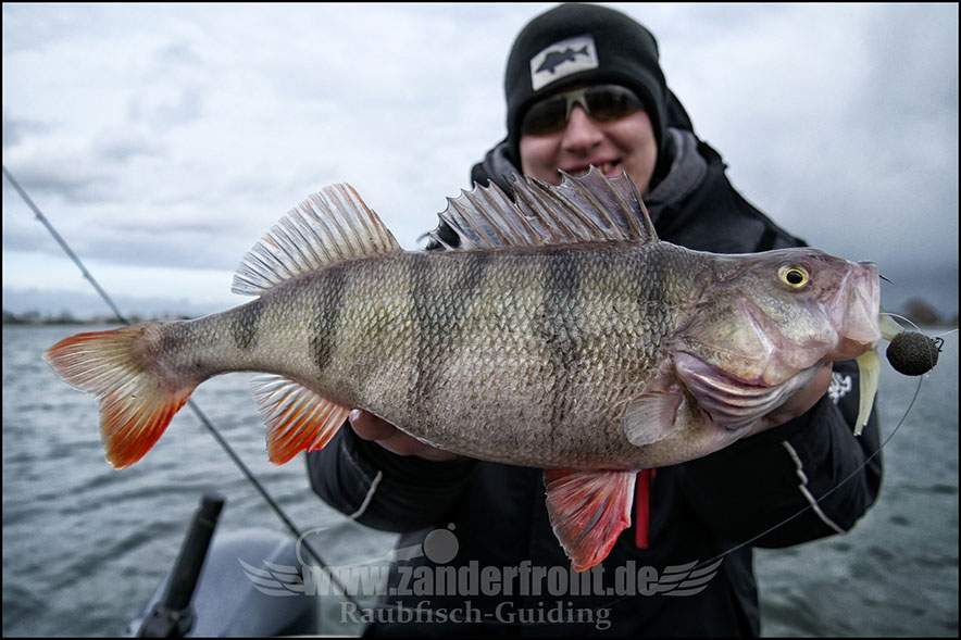 vertikal angeln auf zander