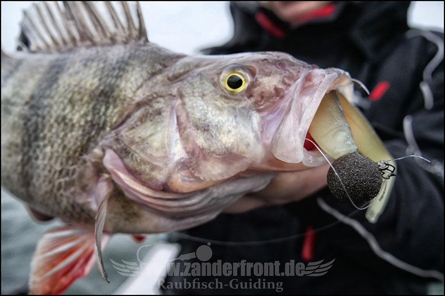 vertikal angeln auf zander