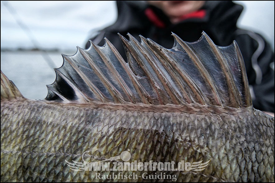 vertikal angeln auf zander