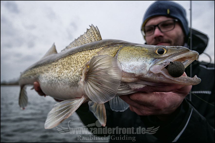 vertikal angeln auf zander